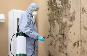 Mold Inspection